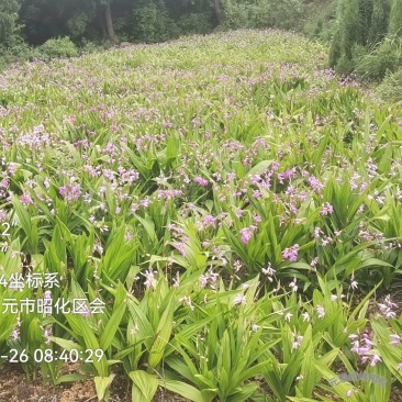 紫花宽叶白芨