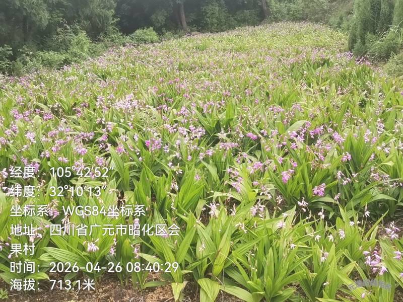 紫花宽叶白芨