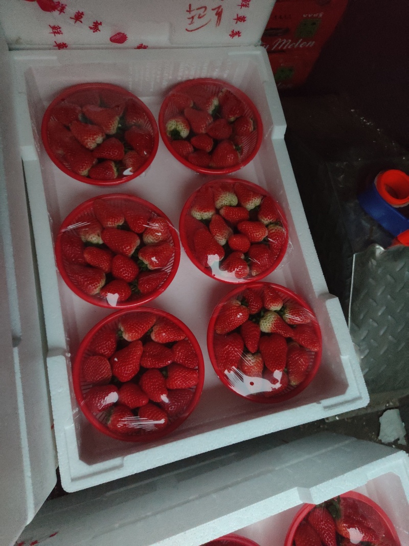脱毒妙香7号产地直供精品矮壮苗免费提供技术支持。
