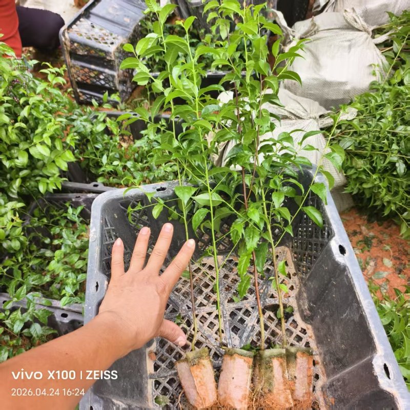 岗梅苗