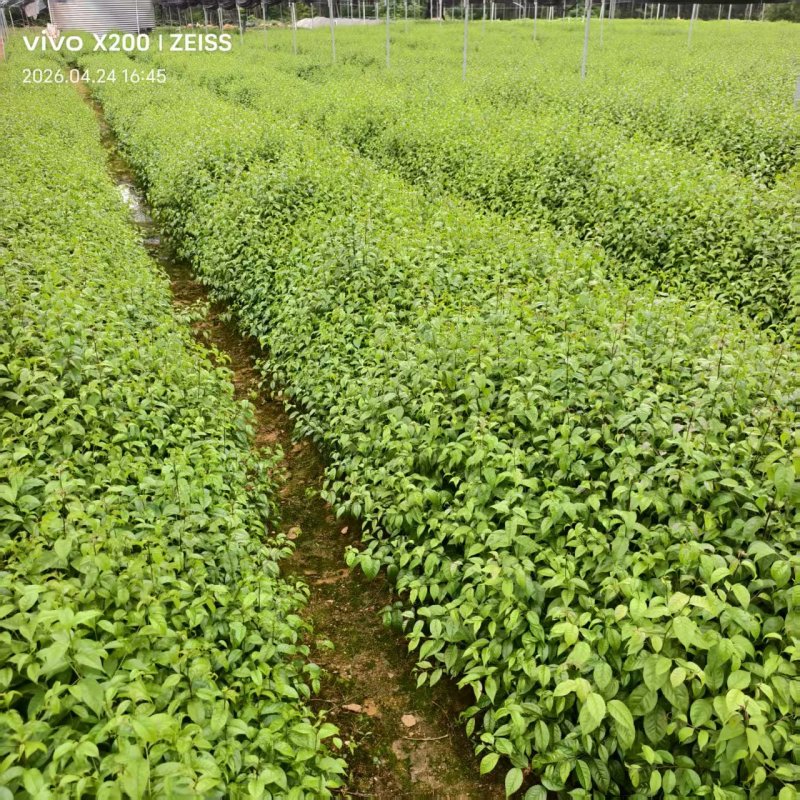岗梅苗