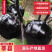 山东莘县茄子中国蔬菜**县新鲜采摘源头供货