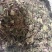 风柜斗草一手货源批发零售