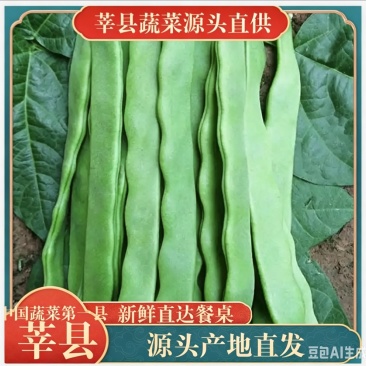 山东莘县扁豆角中国蔬菜**县新鲜采摘源头供货