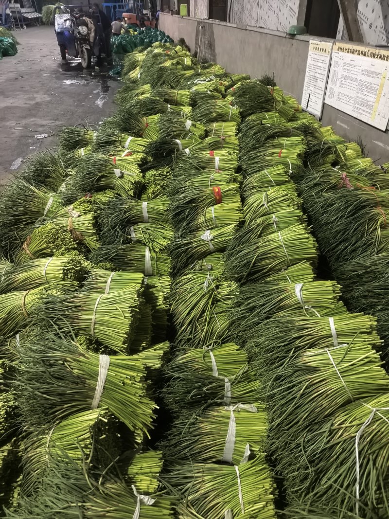 【精品】红帽蒜薹产地大量上市保质保量代发代存代储
