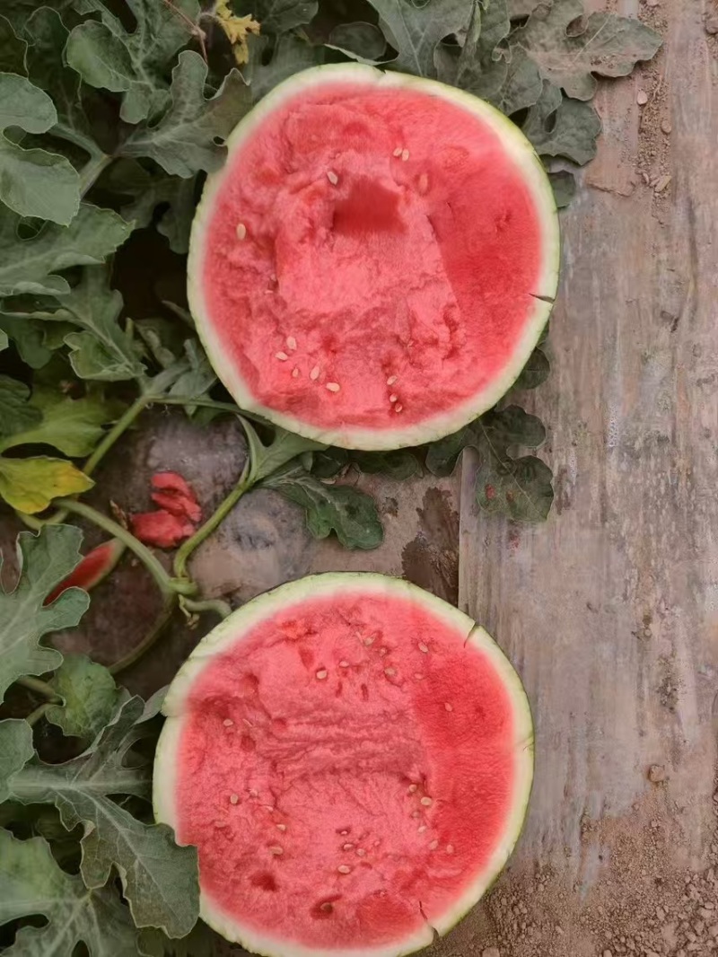 精品麒麟西瓜基地直发包熟包甜大量有货可视频看货