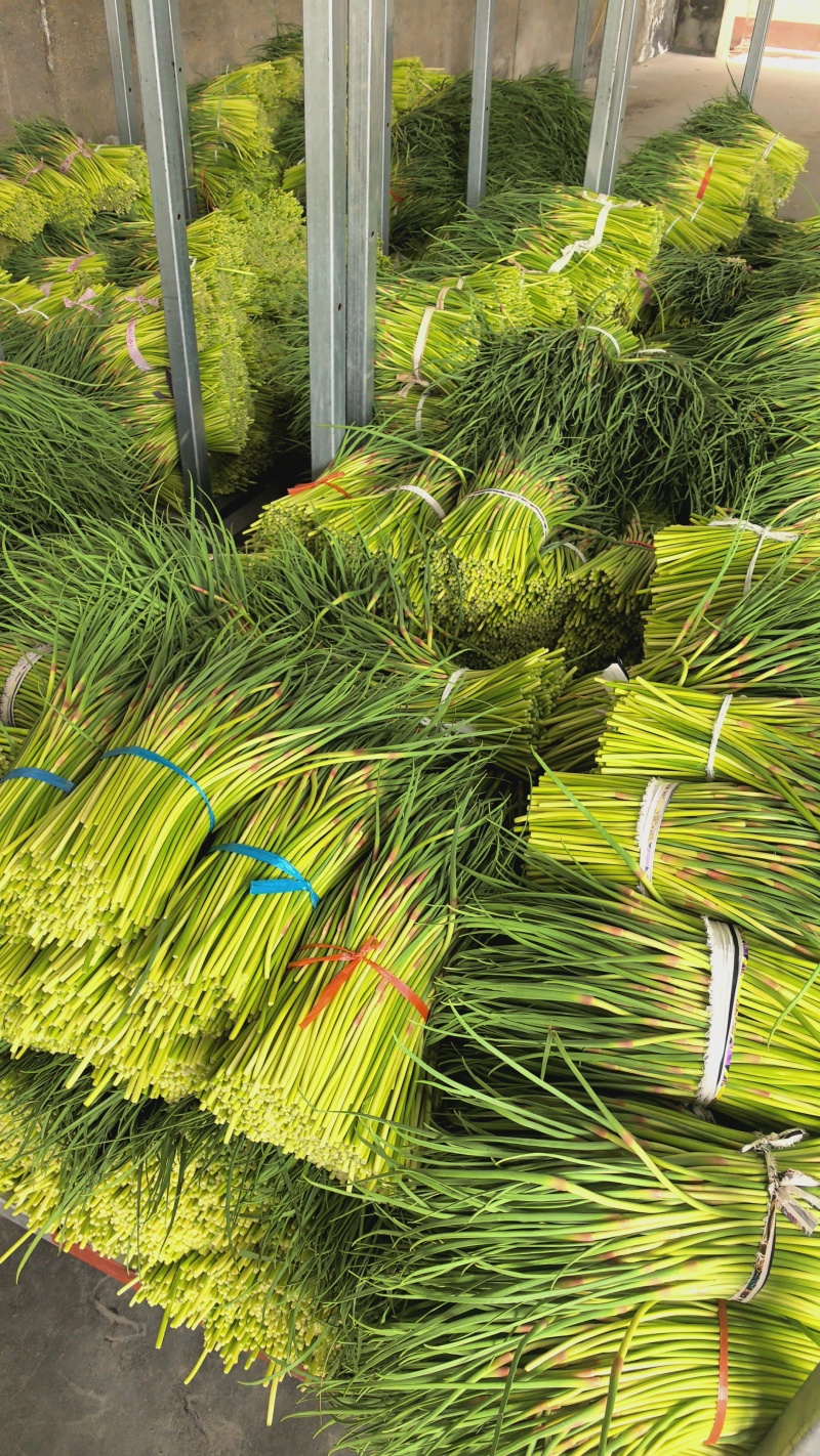 【精品】红帽蒜薹产地大量上市保质保量代发代存代储