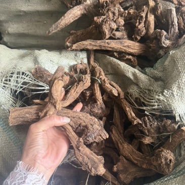 云木香产地一手货木香个子现货50吨