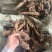 云木香产地一手货木香个子现货50吨