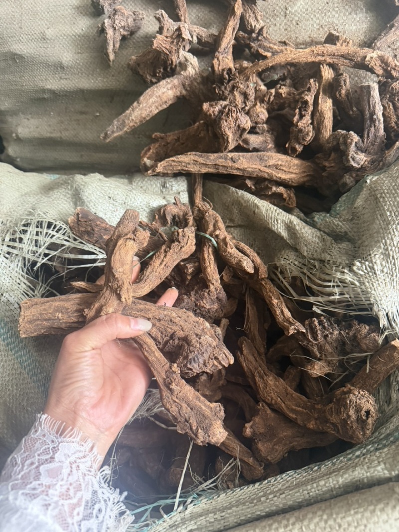云木香产地一手货木香个子现货50吨