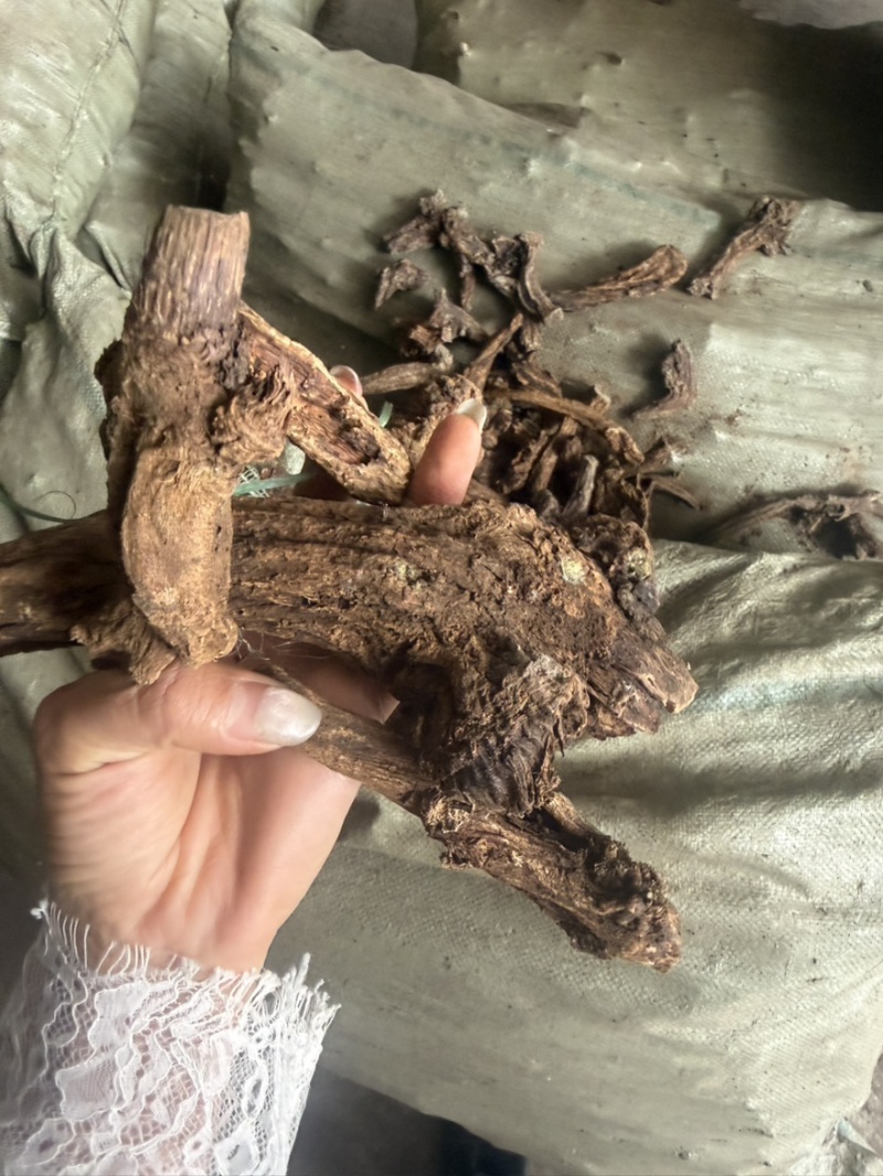 云木香产地一手货木香个子现货50吨