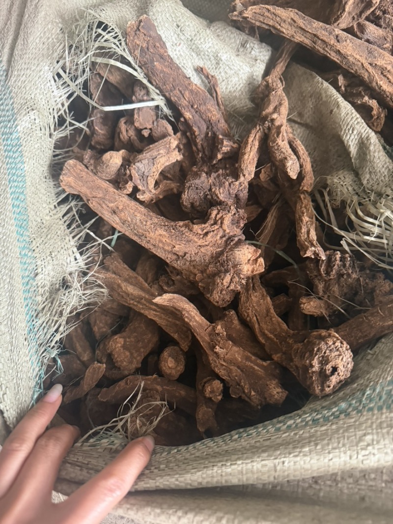 云木香产地一手货木香个子现货50吨