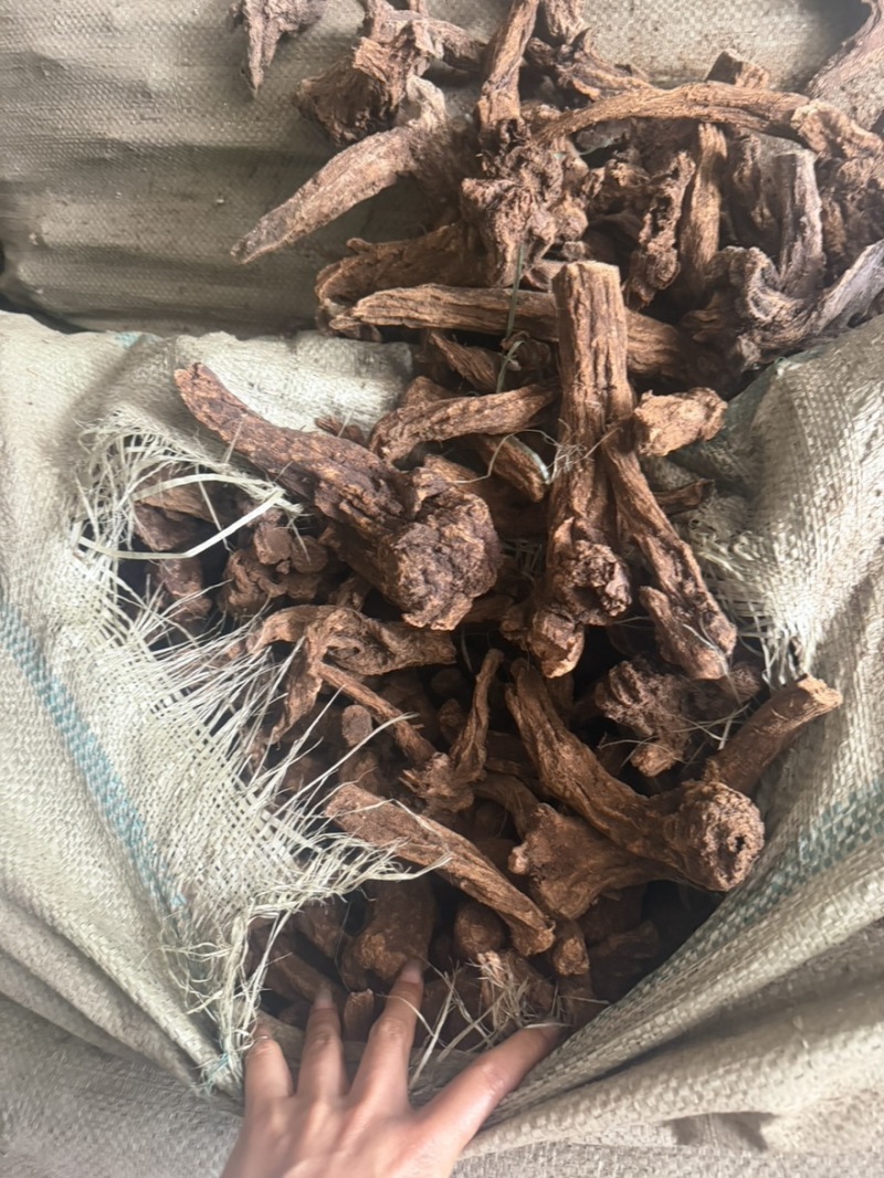 云木香产地一手货木香个子现货50吨