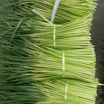 【精品】红帽蒜薹产地大量上市保质保量代发代存代储