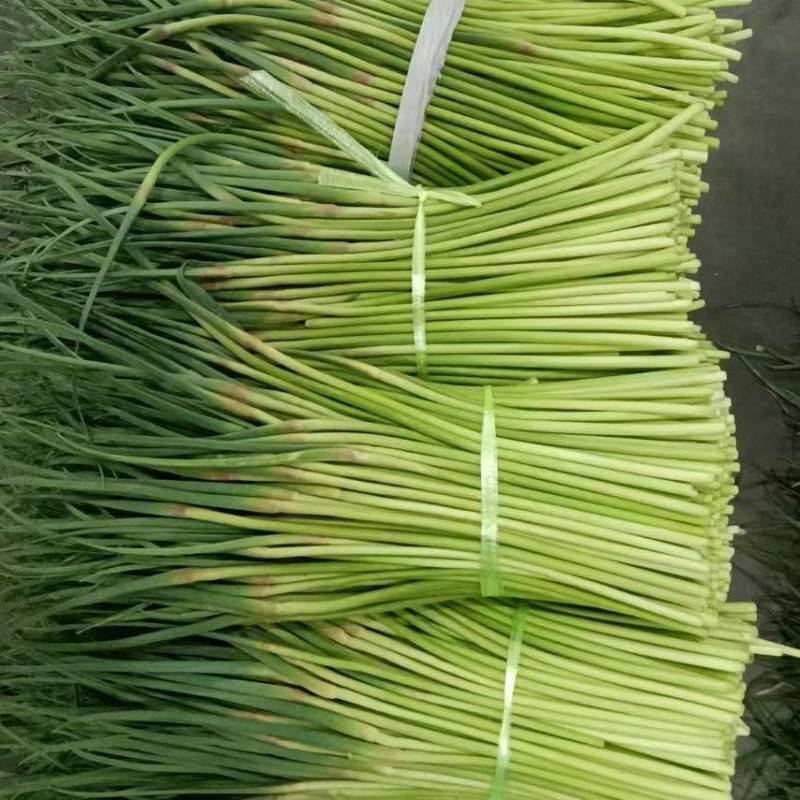 【精品】红帽蒜薹产地大量上市保质保量代发代存代储