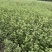 江苏艾草又称:艾蒿，医草！基地直发苗圃直销