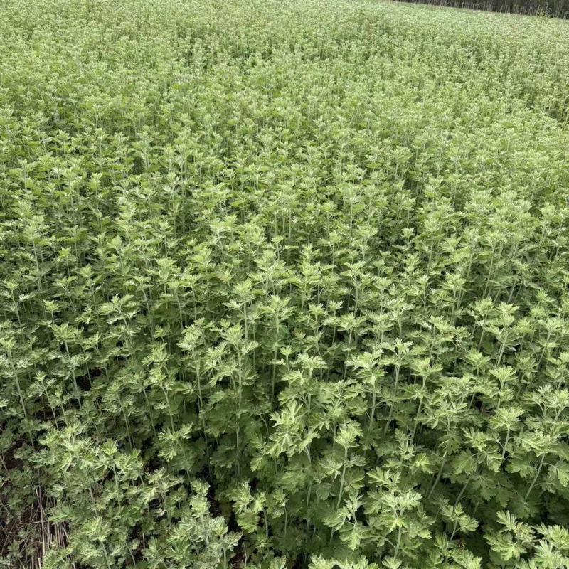 江苏艾草又称:艾蒿，医草！基地直发苗圃直销