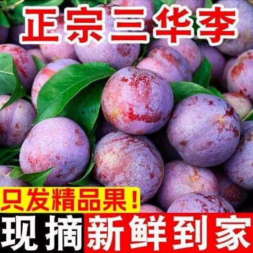 正宗三华李云南文山基地直发对接商超团购电商一条龙