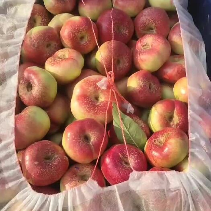 【精品油蟠桃】红油蟠桃/纽扣蟠桃/黄蟠桃各种品类齐全
