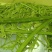 贡菜