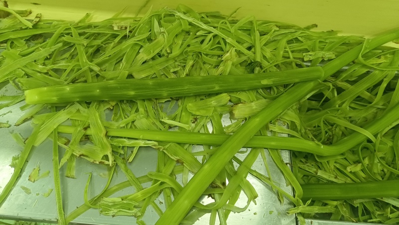贡菜