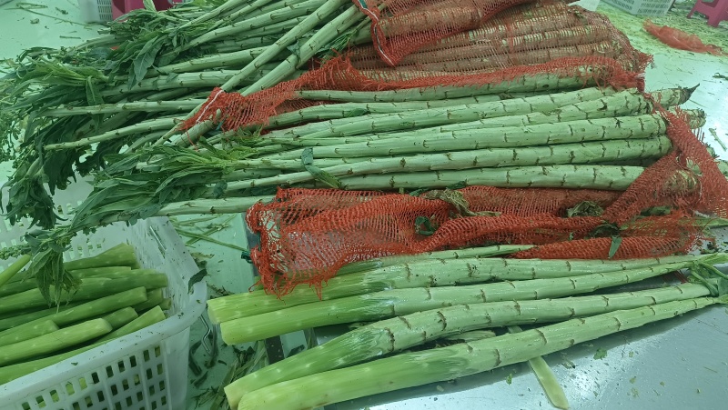 贡菜