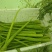 贡菜