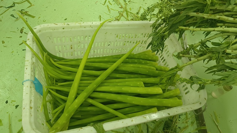 贡菜