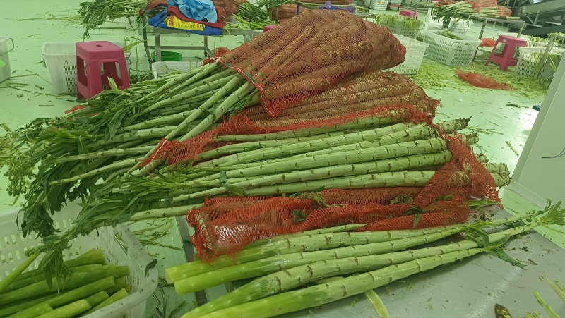 贡菜
