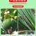 上海沪联50%噻嗪酮蚧壳虫专用药果树介壳虫农药杀虫剂杀稻