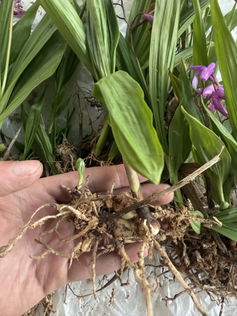 白芨种苗白芨苗紫花三叉白芨苗白芨苗子