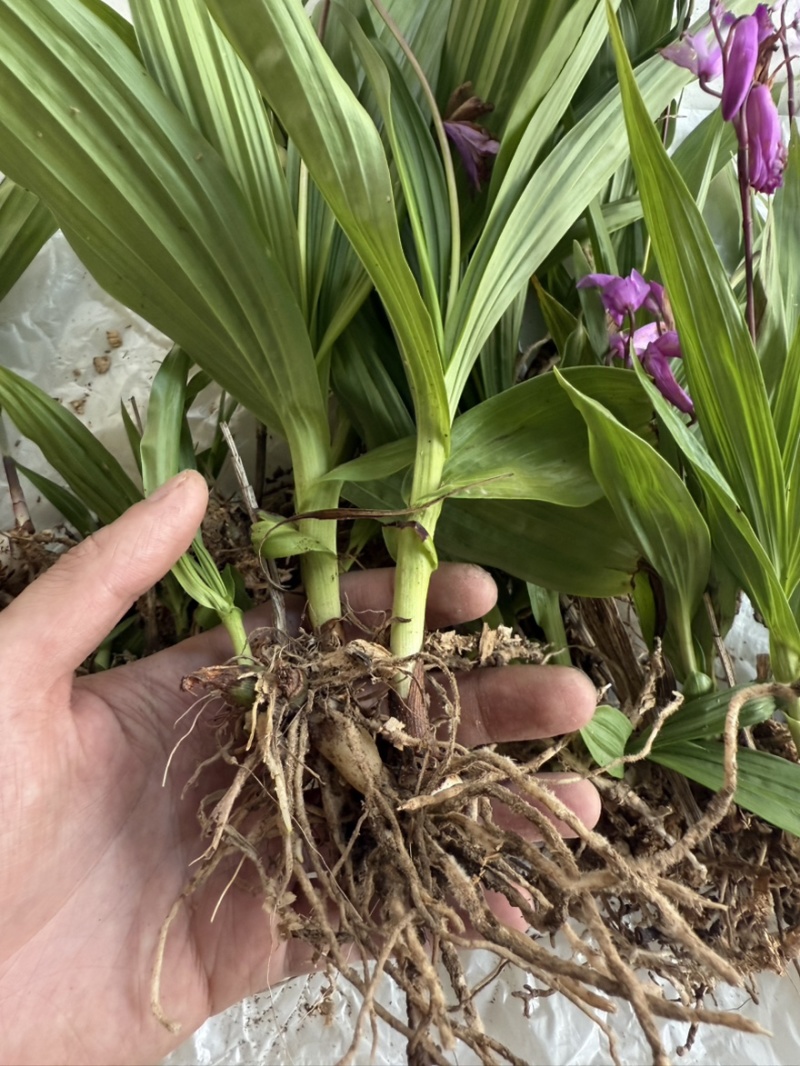 白芨种苗白芨苗紫花三叉白芨苗白芨苗子