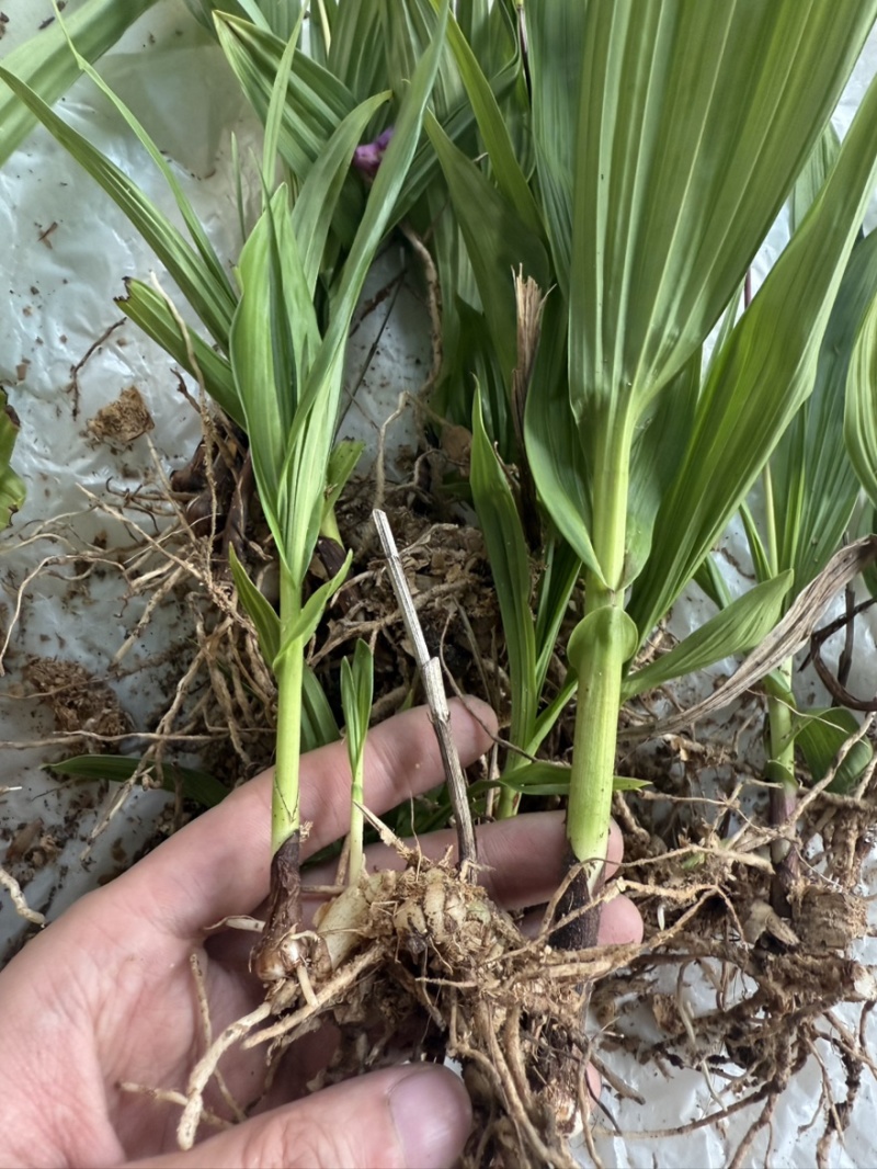 白芨种苗白芨苗紫花三叉白芨苗白芨苗子