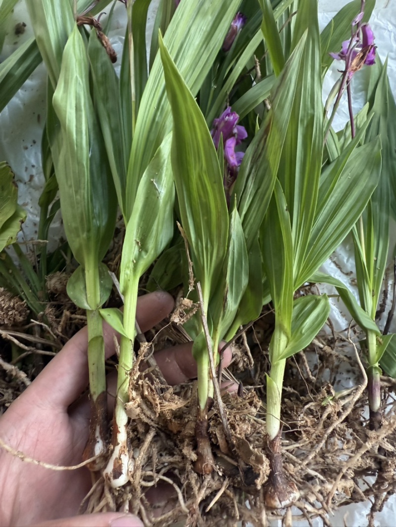 白芨种苗白芨苗紫花三叉白芨苗白芨苗子