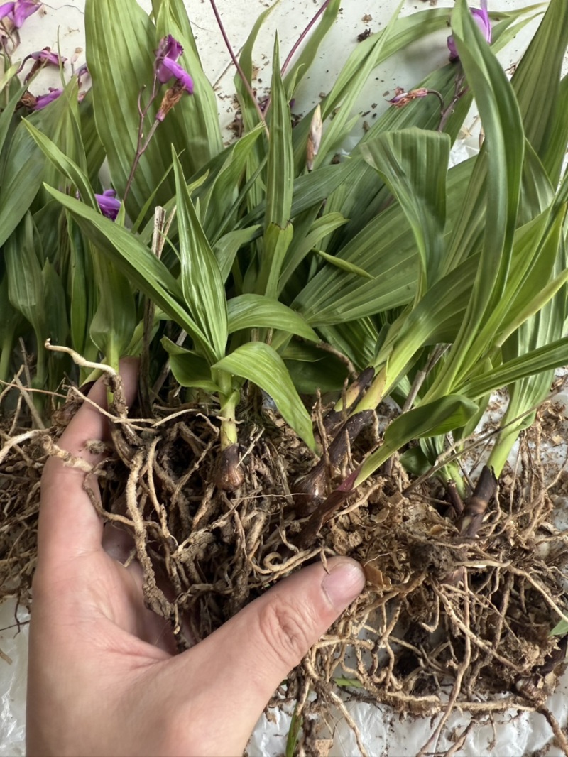 白芨种苗白芨苗紫花三叉白芨苗白芨苗子