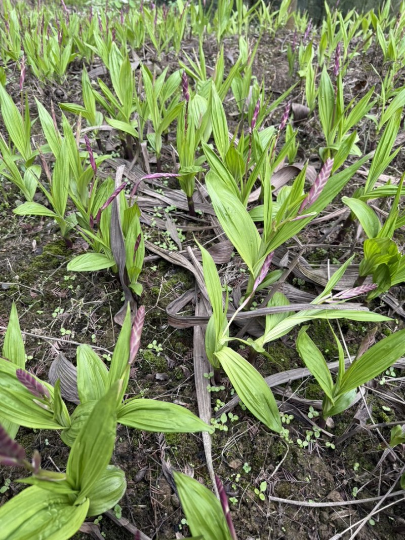 白芨种白芨种苗紫花三叉白及白芨种子批发白芨苗