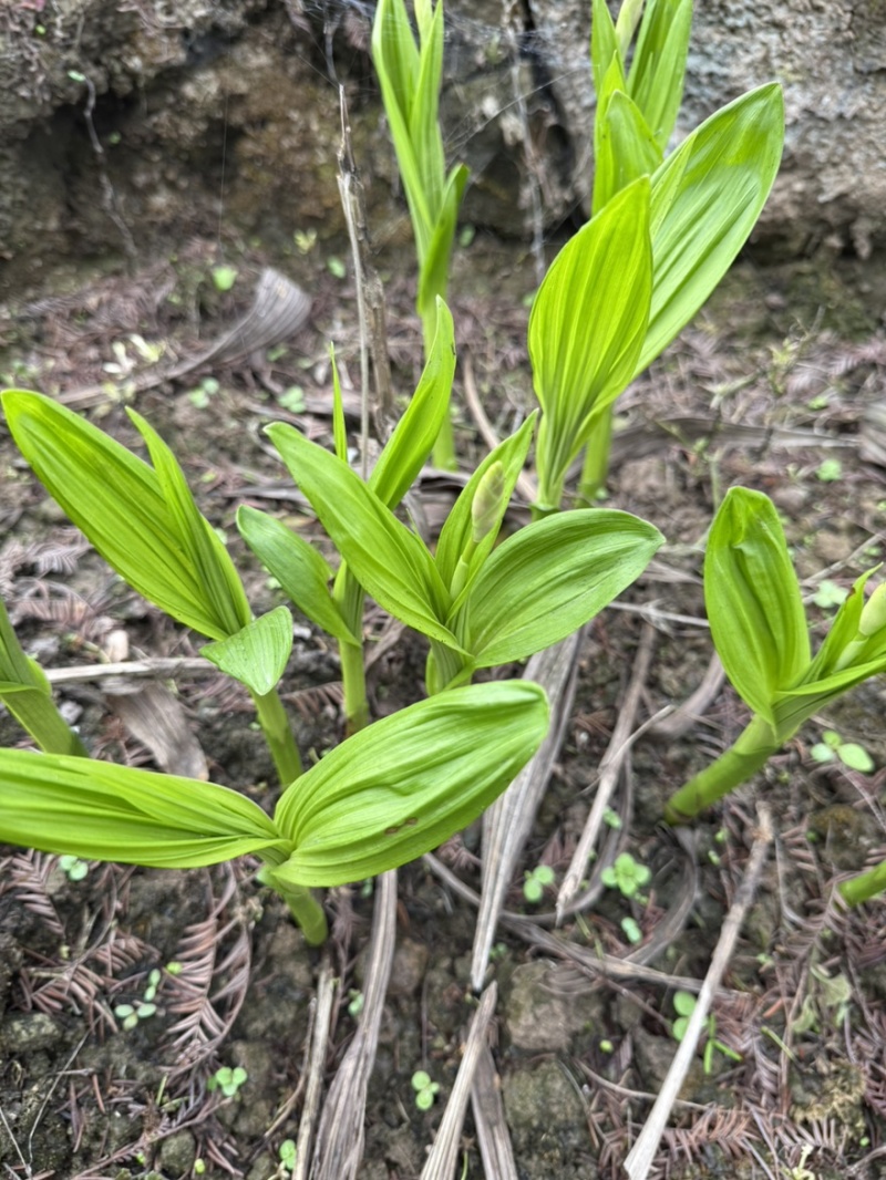 白芨种白芨种苗紫花三叉白及白芨种子批发白芨苗