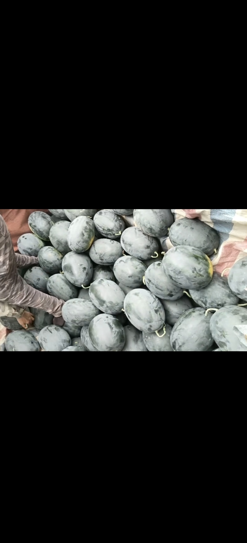 黑美人