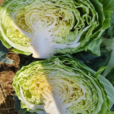 湖北天门甘蓝圆包菜净菜无烧心无皮蛋袋装一手货源支持视频验货