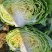 湖北天门甘蓝圆包菜净菜无烧心无皮蛋袋装一手货源支持视频验货
