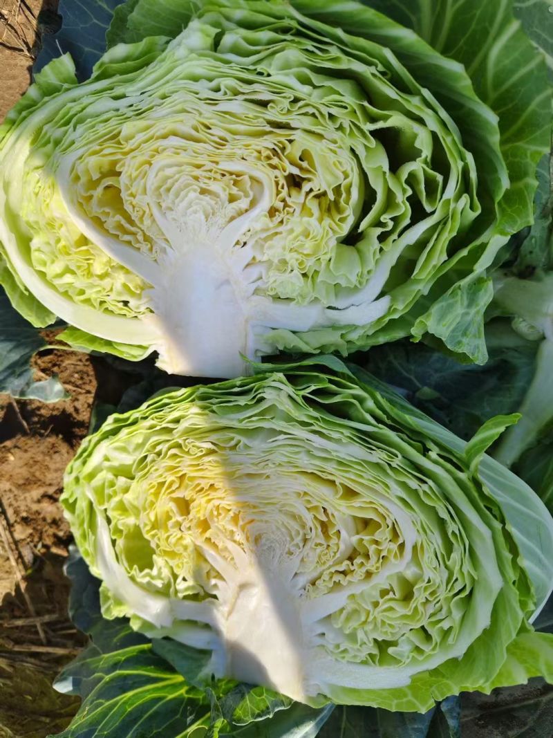 湖北天门甘蓝圆包菜净菜无烧心无皮蛋袋装一手货源支持视频验货