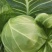 湖北天门甘蓝圆包菜净菜无烧心无皮蛋袋装一手货源支持视频验货