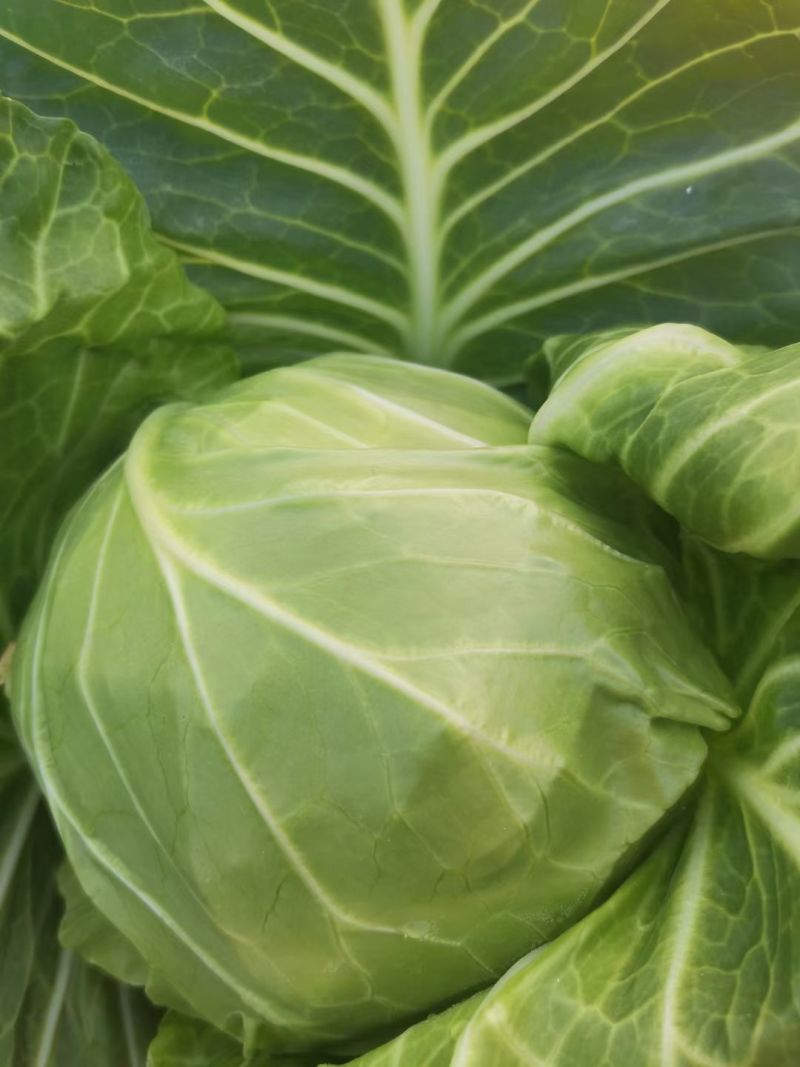 湖北天门甘蓝圆包菜净菜无烧心无皮蛋袋装一手货源支持视频验货