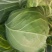 湖北天门甘蓝圆包菜净菜无烧心无皮蛋袋装一手货源支持视频验货