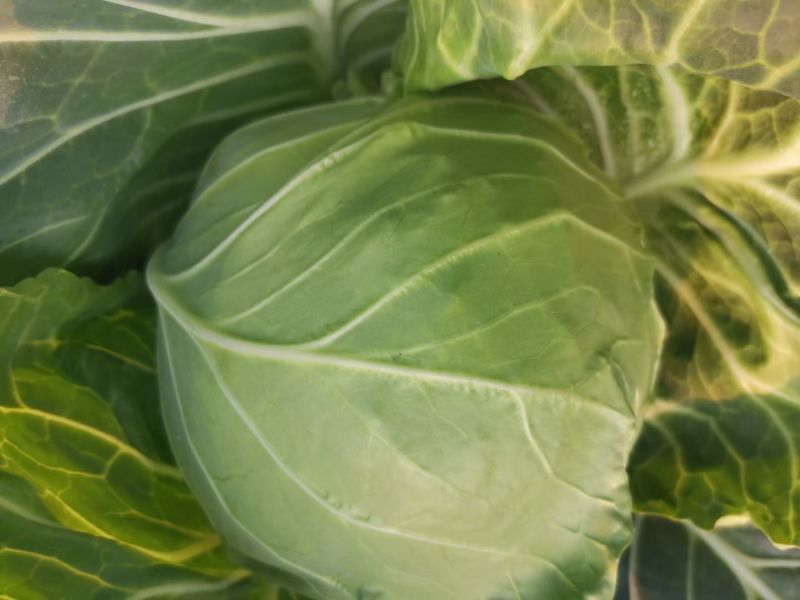 湖北天门甘蓝圆包菜净菜无烧心无皮蛋袋装一手货源支持视频验货