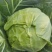 湖北天门甘蓝圆包菜净菜无烧心无皮蛋袋装一手货源支持视频验货