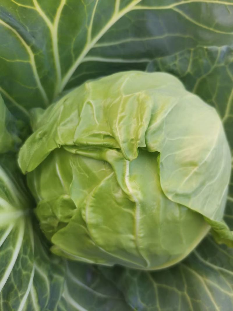 湖北天门甘蓝圆包菜净菜无烧心无皮蛋袋装一手货源支持视频验货