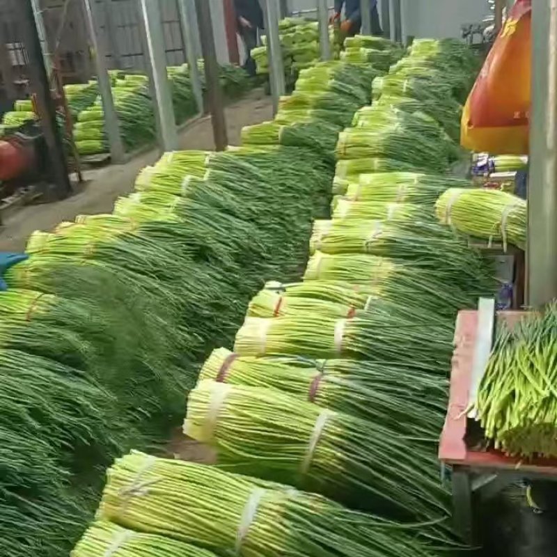 【推荐】河南蒜苔红帽蒜苔产地直发货源充足可视频看货