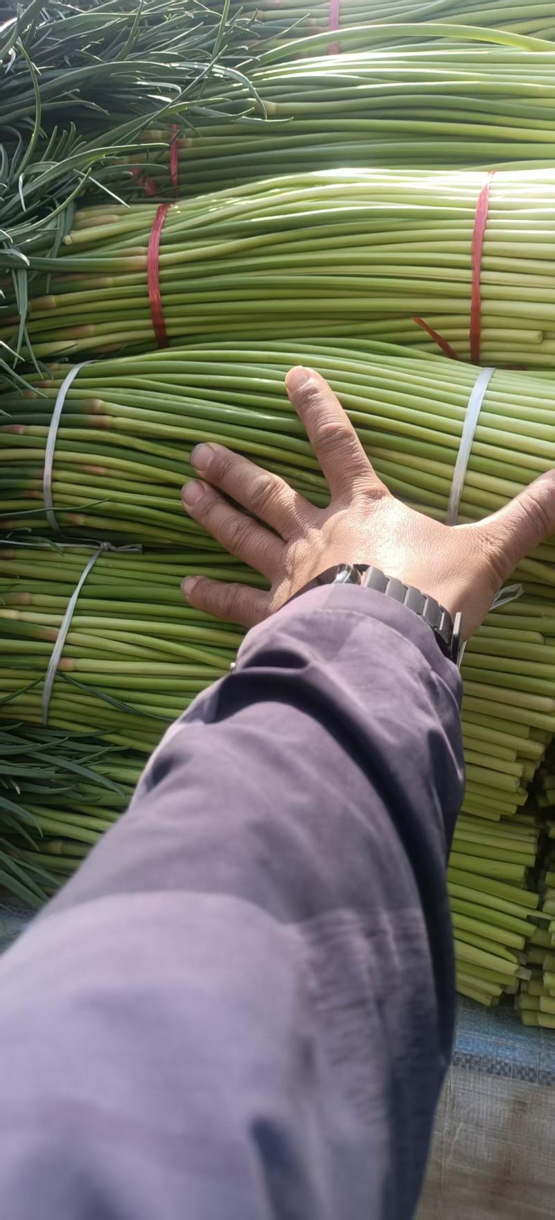 【推荐】河南蒜苔红帽蒜苔产地直发货源充足可视频看货