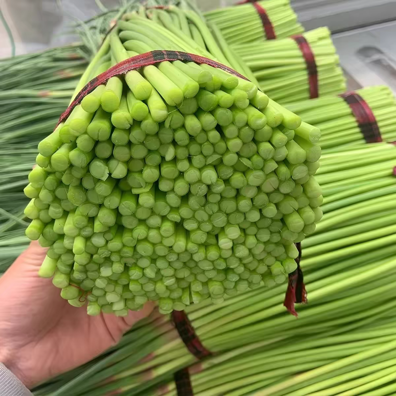 【推荐】河南蒜苔红帽蒜苔产地直发货源充足可视频看货